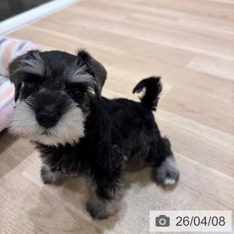 ミニチュア・シュナウザーの写真