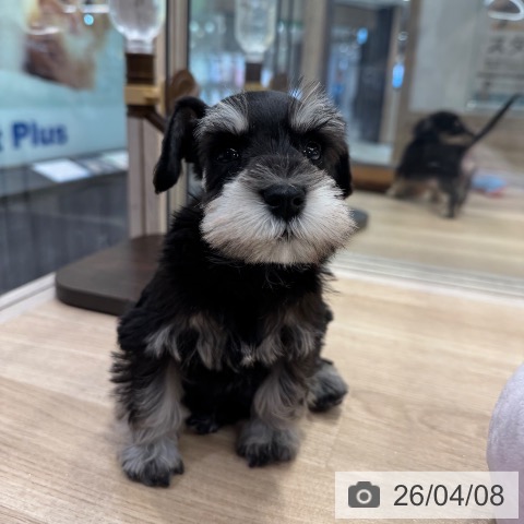 東京都のミニチュアシュナウザー (ペットプラス アクアシティお台場店/2026年2月1日生まれ/女の子/ブラックシルバー)の子犬の4枚目の画像