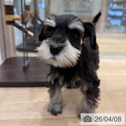 東京都のミニチュアシュナウザー (ペットプラス アクアシティお台場店/2026年2月1日生まれ/女の子/ブラックシルバー)の子犬の3枚目の画像