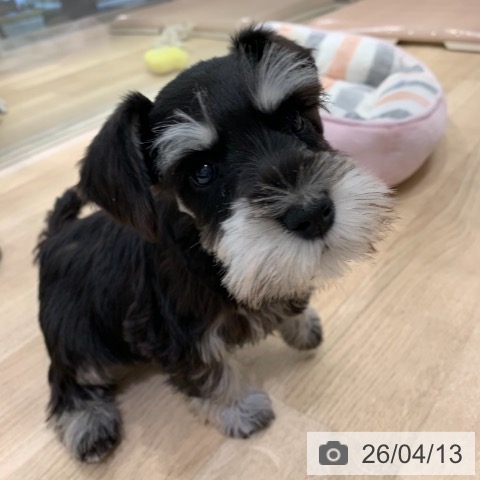 東京都のミニチュアシュナウザー (ペットプラス アクアシティお台場店/2026年2月1日生まれ/女の子/ブラックシルバー)の子犬の4枚目の画像