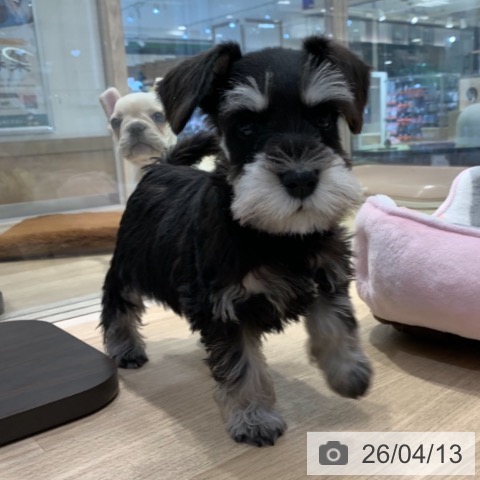 東京都のミニチュアシュナウザー (ペットプラス アクアシティお台場店/2026年2月1日生まれ/女の子/ブラックシルバー)の子犬の3枚目の画像