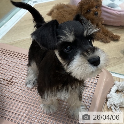 埼玉県のミニチュアシュナウザー (ペットプラス ららぽーと新三郷店/2026年2月1日生まれ/女の子/ブラックシルバー)の子犬の4枚目の画像