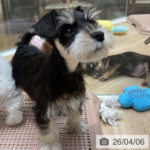 埼玉県のミニチュアシュナウザー (ペットプラス ららぽーと新三郷店/2026年2月1日生まれ/女の子/ブラックシルバー)の子犬の3枚目の画像