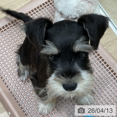 埼玉県のミニチュアシュナウザー (ペットプラス ららぽーと新三郷店/2026年2月1日生まれ/女の子/ブラックシルバー)の子犬の4枚目の画像