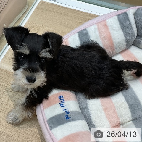 埼玉県のミニチュアシュナウザー (ペットプラス ららぽーと新三郷店/2026年2月1日生まれ/女の子/ブラックシルバー)の子犬の3枚目の画像