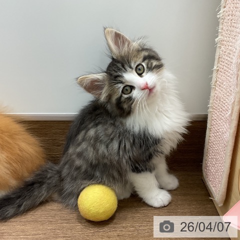 ノルウェージャンフォレストキャットの写真