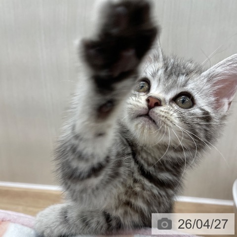 埼玉県のアメリカンショートヘアー (ペットプラス ららぽーと富士見店/2026年2月5日生まれ/男の子/シルバータビー)の子猫の4枚目の画像