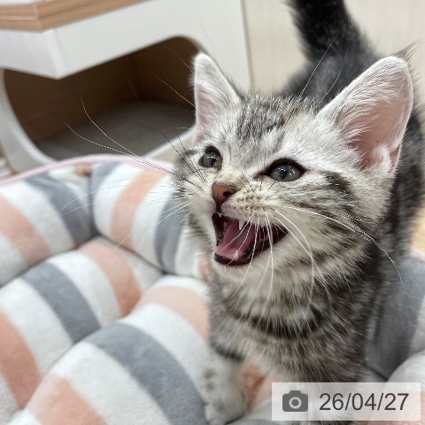 埼玉県のアメリカンショートヘアー (ペットプラス ららぽーと富士見店/2026年2月5日生まれ/男の子/シルバータビー)の子猫の3枚目の画像