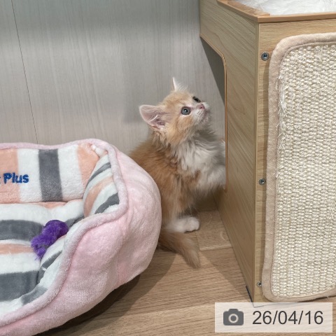 東京都のマンチカン (ペットプラス 大井町トラックス店/2026年2月4日生まれ/男の子/クリームタビーホワイト)の子猫の4枚目の画像