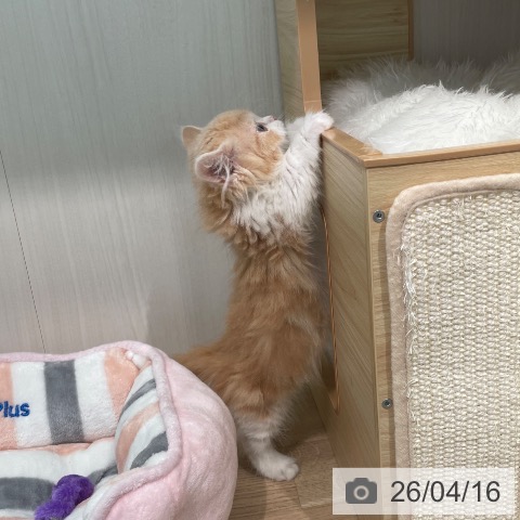 東京都のマンチカン (ペットプラス 大井町トラックス店/2026年2月4日生まれ/男の子/クリームタビーホワイト)の子猫の3枚目の画像