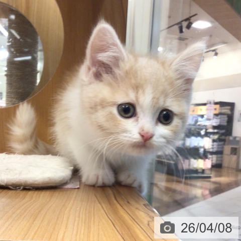 埼玉県のスコティッシュフォールド (ペットプラス 浦和美園店/2026年1月28日生まれ/男の子/クリームタビーホワイト)の子猫の4枚目の画像