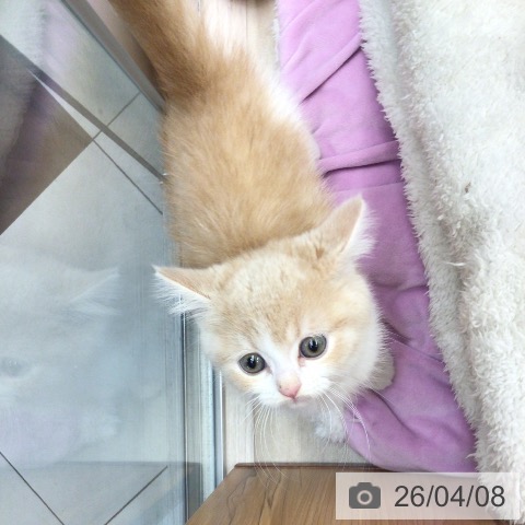 埼玉県のスコティッシュフォールド (ペットプラス 浦和美園店/2026年1月28日生まれ/男の子/クリームタビーホワイト)の子猫の3枚目の画像