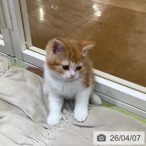 埼玉県のスコティッシュフォールド (ペットプラス 羽生店/2026年2月1日生まれ/男の子/レッドタビーホワイト)の子猫の3枚目の画像