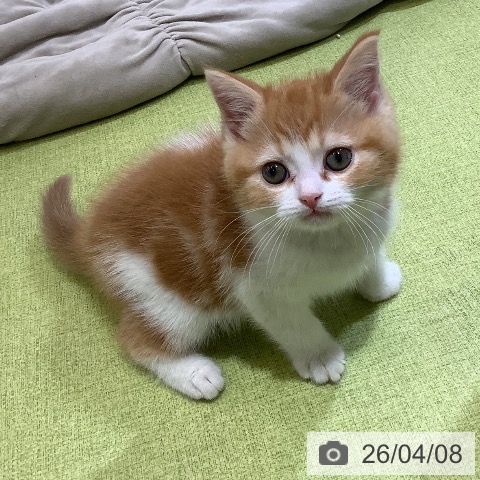 埼玉県のスコティッシュフォールド (ペットプラス 羽生店/2026年2月1日生まれ/男の子/レッドタビーホワイト)の子猫の4枚目の画像