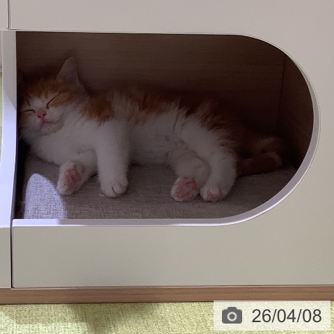 埼玉県のスコティッシュフォールド (ペットプラス 羽生店/2026年2月1日生まれ/男の子/レッドタビーホワイト)の子猫の3枚目の画像