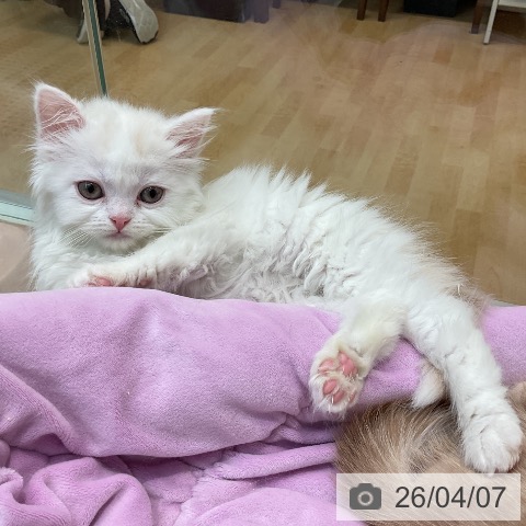 埼玉県のスコティッシュフォールド (ペットプラス ららぽーと新三郷店/2026年2月1日生まれ/女の子/クリームタビーホワイト)の子猫の4枚目の画像
