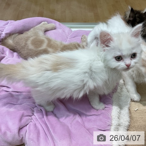 埼玉県のスコティッシュフォールド (ペットプラス ららぽーと新三郷店/2026年2月1日生まれ/女の子/クリームタビーホワイト)の子猫の3枚目の画像