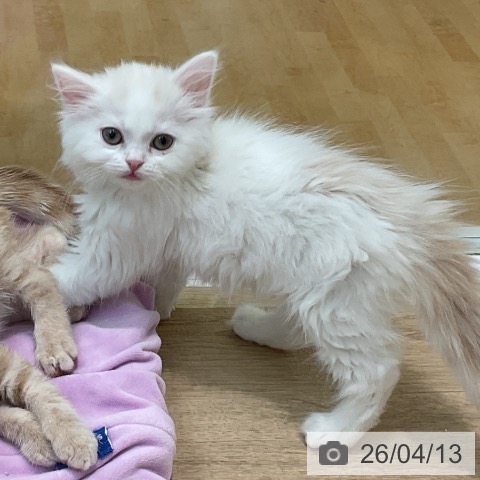 埼玉県のスコティッシュフォールド (ペットプラス ららぽーと新三郷店/2026年2月1日生まれ/女の子/クリームタビーホワイト)の子猫の3枚目の画像