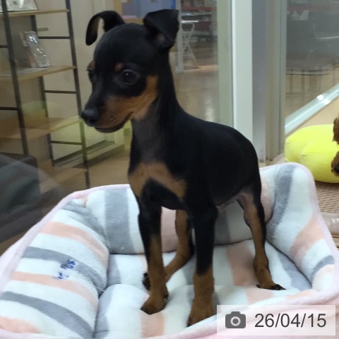 埼玉県のミニチュアピンシャー (ペットプラス 浦和美園店/2026年2月5日生まれ/男の子/ブラックタン)の子犬の3枚目の画像