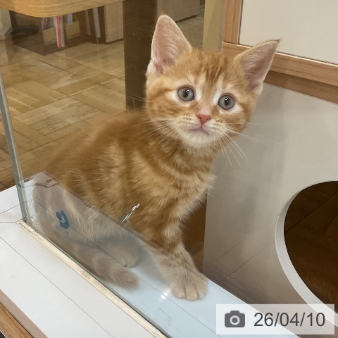 埼玉県のアメリカンショートヘアー (ペッツワン 浦和美園店/2026年2月2日生まれ/男の子/レッドタビー)の子猫の4枚目の画像