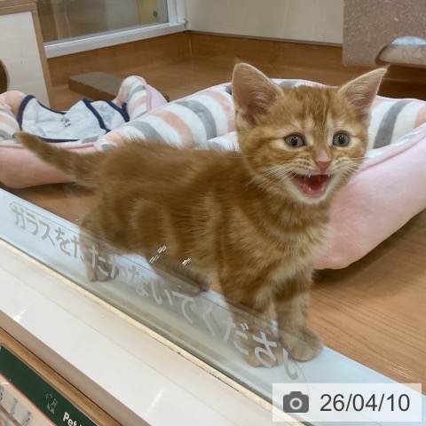 埼玉県のアメリカンショートヘアー (ペッツワン 浦和美園店/2026年2月2日生まれ/男の子/レッドタビー)の子猫の3枚目の画像