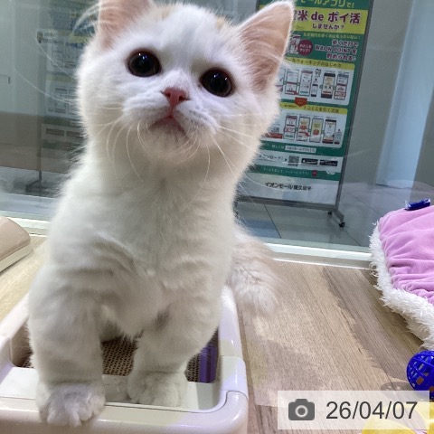 マンチカンの写真