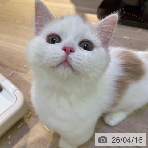 東京都のマンチカン (ペットプラス 東久留米店/2026年1月3日生まれ/女の子/クリームタビーホワイト)の子猫の3枚目の画像