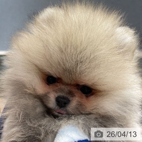 ポメラニアンの写真