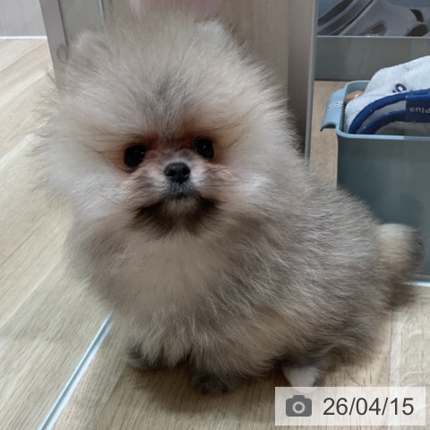 ポメラニアンの写真
