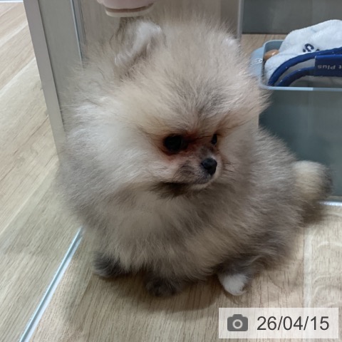 ポメラニアンの写真