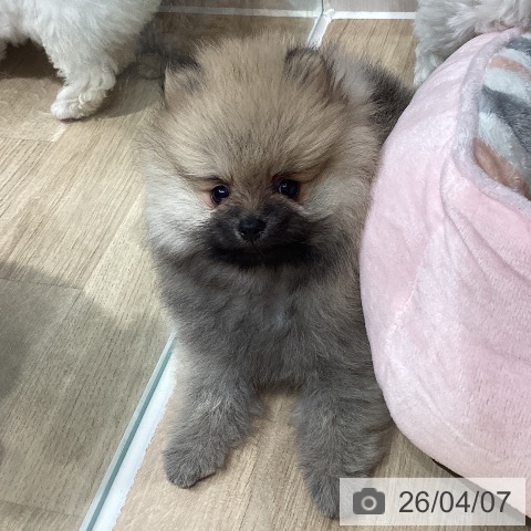 ポメラニアンの写真