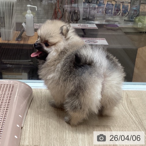 埼玉県のポメラニアン (ペットプラス ピオニウォーク東松山店/2026年2月4日生まれ/女の子/オレンジ)の子犬の4枚目の画像