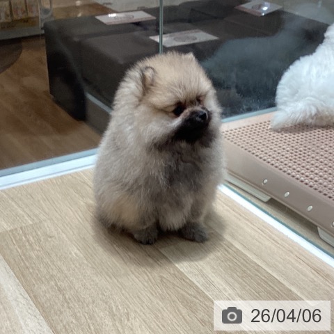 埼玉県のポメラニアン (ペットプラス ピオニウォーク東松山店/2026年2月4日生まれ/女の子/オレンジ)の子犬の3枚目の画像