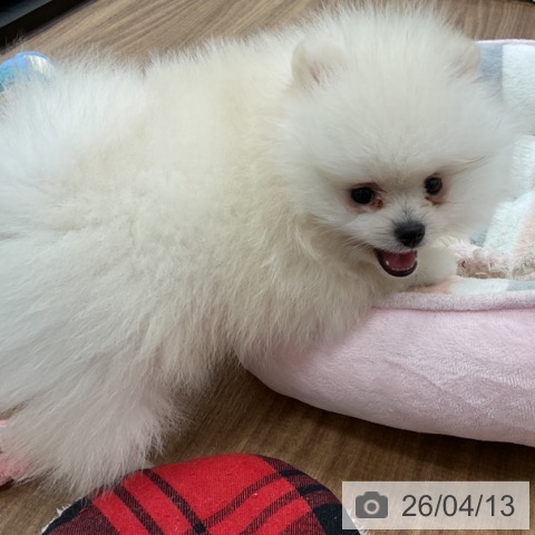 ポメラニアンの写真