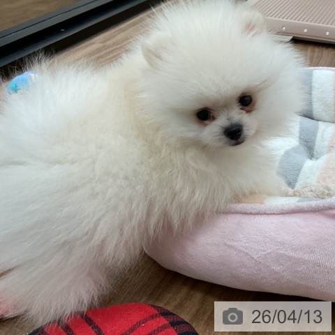 ポメラニアンの写真