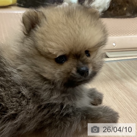 ポメラニアンの写真