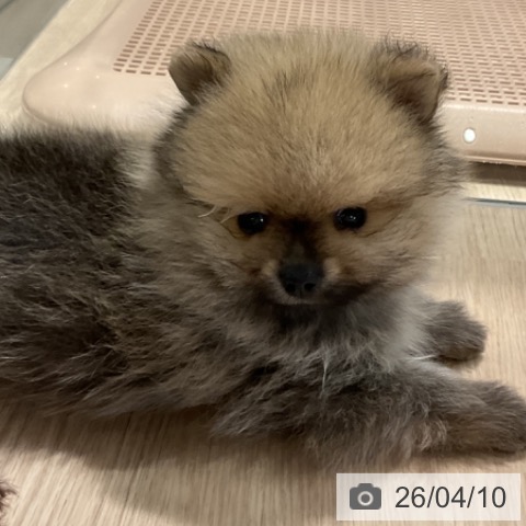 ポメラニアンの写真