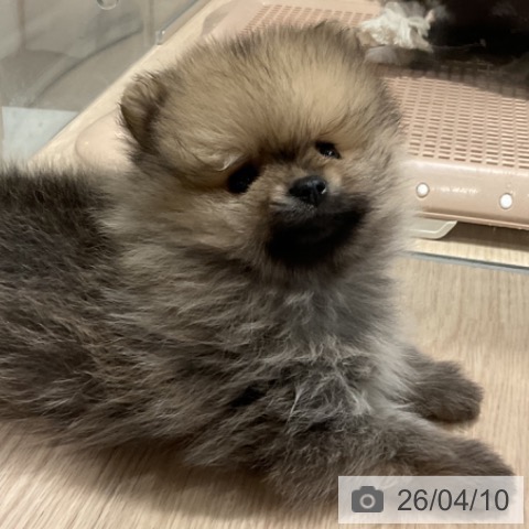 ポメラニアンの写真