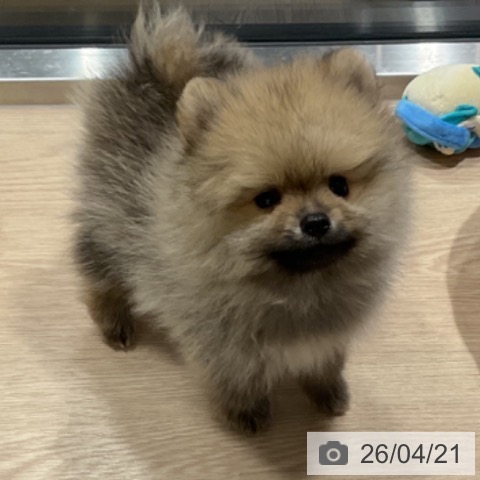 埼玉県のポメラニアン (ペットプラス コクーンシティ店/2026年2月3日生まれ/男の子/クリームセーブル)の子犬の3枚目の画像