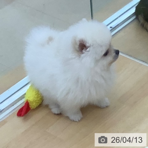 青森県のポメラニアン (ペットプラス 青森浜田店/2026年2月3日生まれ/男の子/クリーム)の子犬の4枚目の画像