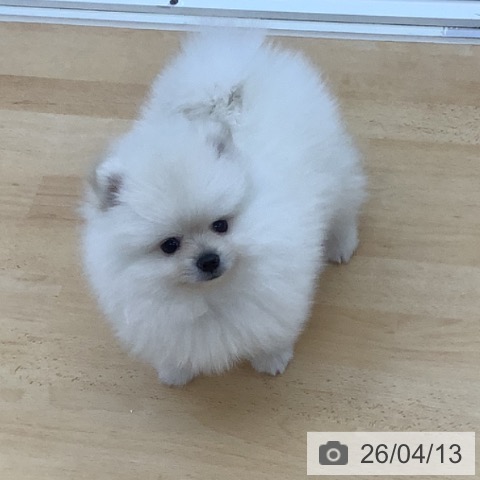 青森県のポメラニアン (ペットプラス 青森浜田店/2026年2月3日生まれ/男の子/クリーム)の子犬の3枚目の画像