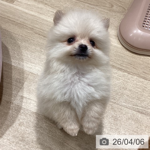 埼玉県のポメラニアン (ペットプラス ピオニウォーク東松山店/2026年2月3日生まれ/男の子/クリーム)の子犬の4枚目の画像