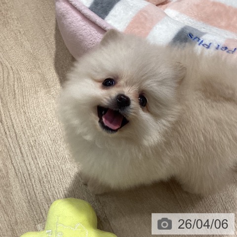 埼玉県のポメラニアン (ペットプラス ピオニウォーク東松山店/2026年2月3日生まれ/男の子/クリーム)の子犬の3枚目の画像