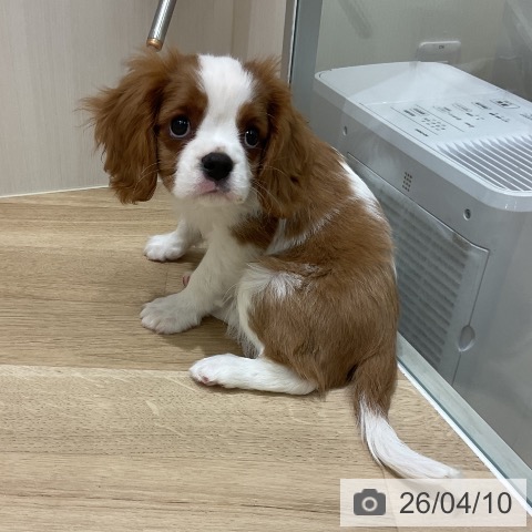 岩手県のキャバリアキングチャールズスパニエル (ペットプラス 盛岡南店/2026年1月31日生まれ/男の子/ブレンハイム)の子犬の4枚目の画像