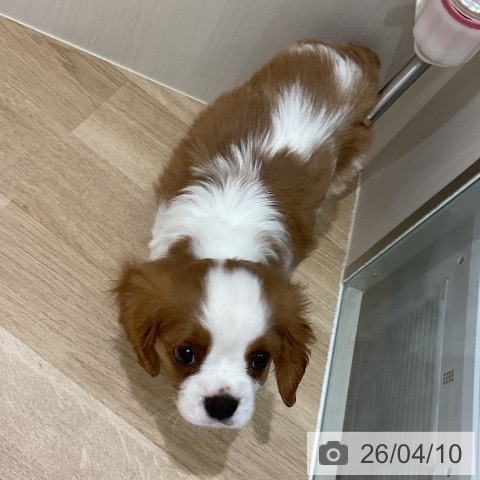 岩手県のキャバリアキングチャールズスパニエル (ペットプラス 盛岡南店/2026年1月31日生まれ/男の子/ブレンハイム)の子犬の3枚目の画像