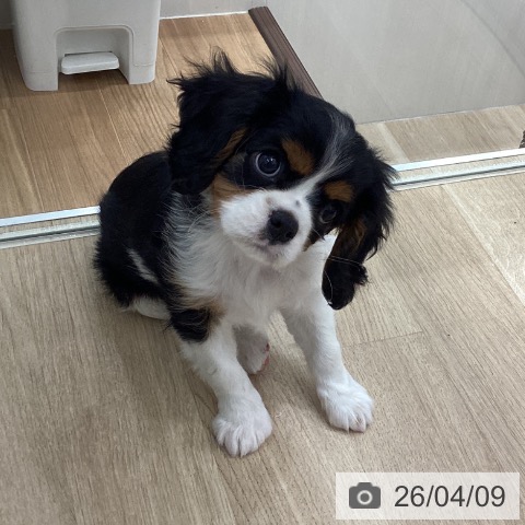 宮城県のキャバリアキングチャールズスパニエル (ペットプラス 仙台上杉店/2026年1月31日生まれ/女の子/トライカラー)の子犬の4枚目の画像