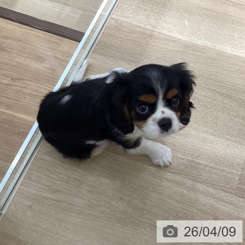 宮城県のキャバリアキングチャールズスパニエル (ペットプラス 仙台上杉店/2026年1月31日生まれ/女の子/トライカラー)の子犬の3枚目の画像