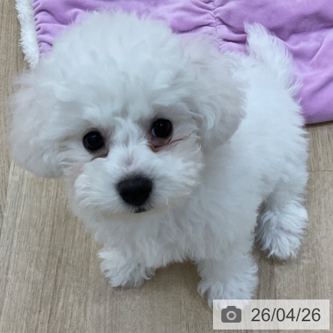 長野県のビションフリーゼ (ペットプラス 上田店/2026年2月5日生まれ/男の子/ホワイト)の子犬の4枚目の画像