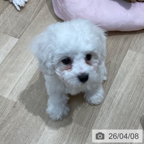 長野県のビションフリーゼ (ペットプラス 上田店/2026年2月5日生まれ/男の子/ホワイト)の子犬の3枚目の画像