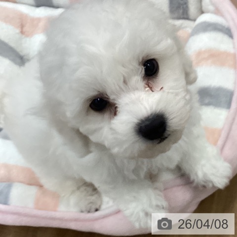 ビション・フリーゼの写真